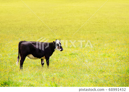 Beautiful landscape of cattle farm in South Island, New Zealand 68991432