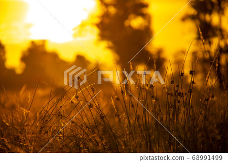 sunset landscape background and grass view,  Grass at sunset scene. Sunset field scene 68991499