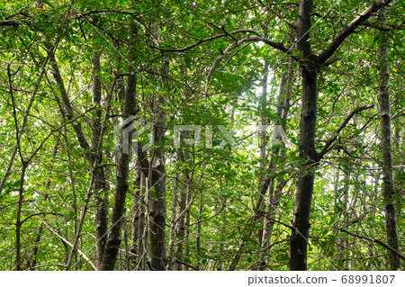 The trunk of a tree in the rainforest  background 68991807