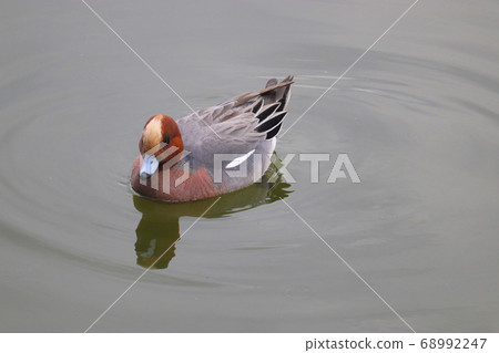 從側面看公鴨鴨在池塘里游泳的景色[清澄花園] 68992247