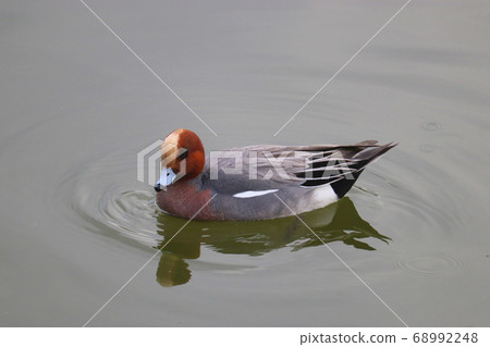 從側面看公鴨鴨在池塘里游泳的景色[清澄花園] 68992248