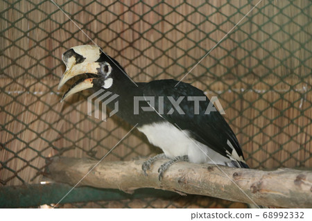 Black hornbill bird perched on the dry timber. a medium to large tropical Old World bird Black hornbill bird perched on the dry timber. a medium to large tropical Old World bird 68992332