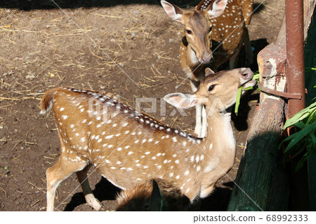 Deer on the sunlight and eating food, morning glory. Deer on the sunlight and eating food, morning glory. 68992333