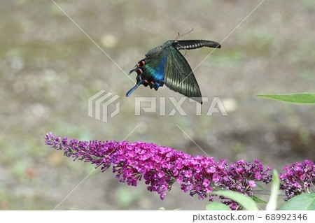 Red-crowned Papilio in Takino Park Red-crowned Papilio in Takino Park 68992346