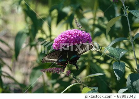 Red-crowned Papilio in Takino Park Red-crowned Papilio in Takino Park 68992348