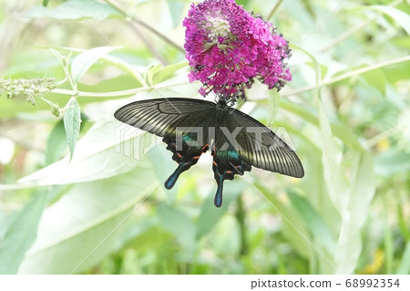 Red-crowned Papilio in Takino Park 68992354