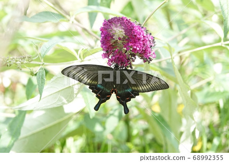 Red-crowned Papilio in Takino Park 68992355
