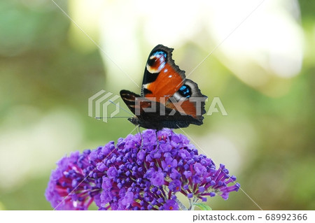Peacock butterfly in Takino Park 68992366