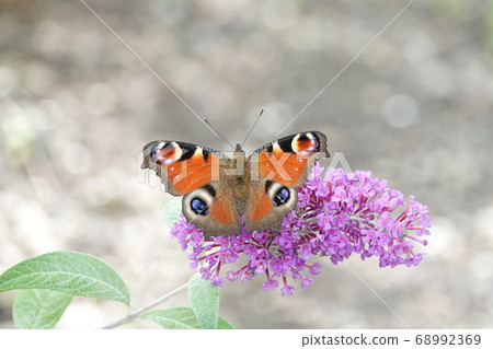 Peacock butterfly in Takino Park 68992369