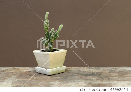 Mini cactus in the small pot on the wooden floor and brown background. 68992424