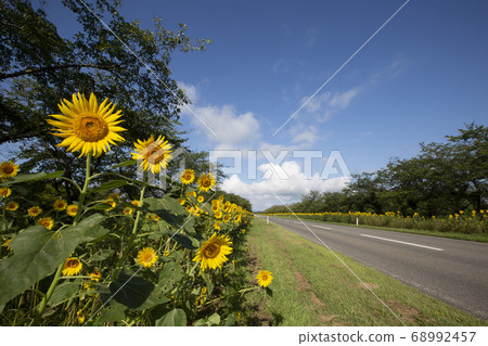 《Akita Prefecture》Sunflower road in Ogata village 《Akita Prefecture》Sunflower road in Ogata village 68992457