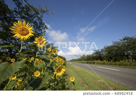 《Akita Prefecture》Sunflower road in Ogata village 《Akita Prefecture》Sunflower road in Ogata village 68992458