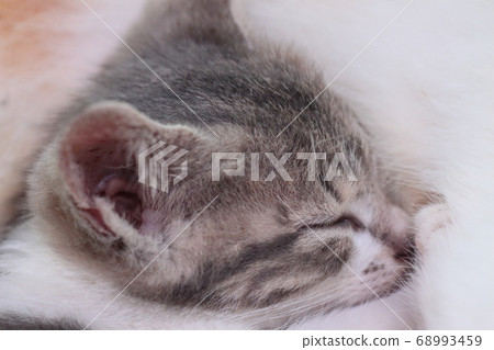 Kitten breastfeeding 68993459