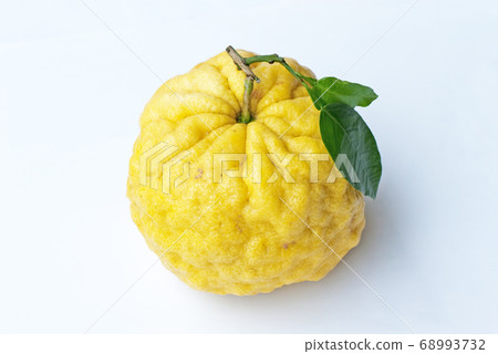 柚子、鬼柚子、石獅柚子 68993732