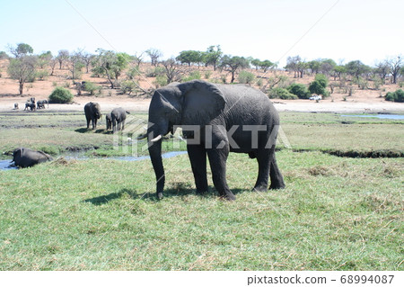 Elephant herd Botswana Africa 68994087