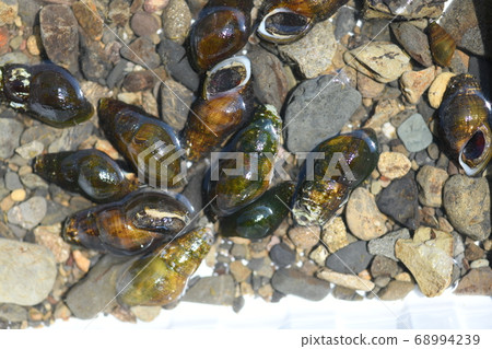 Kawana that feeds on fireflies Kawana that feeds on fireflies 68994239