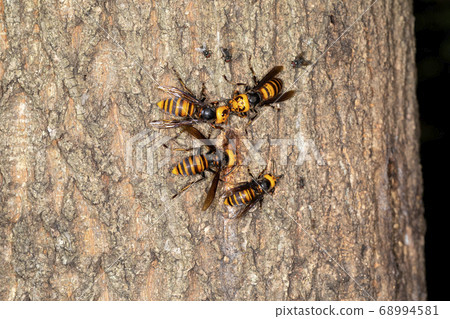 大虎頭蜂 68994581
