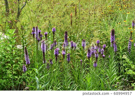 Purple Liatrices Matching Green Purple Liatrices Matching Green 68994957