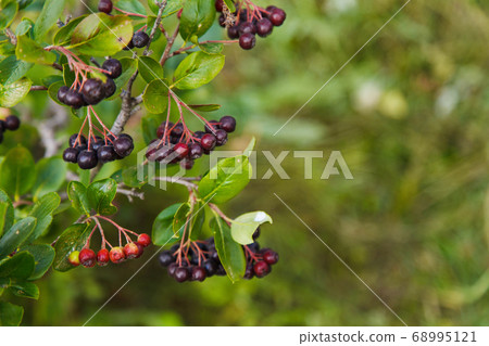 crop: black-fruited Rowan berries on a tree in the garden. the products are ready for export. import of seasonal goods. crop: black-fruited Rowan berries on a tree in the garden. the products are ready for export. import of seasonal goods. 68995121