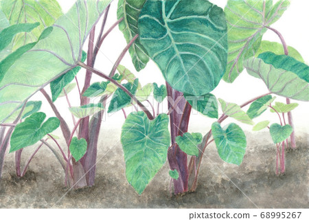 Small potato field Small potato field 68995267