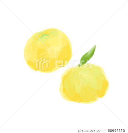 Yuzu of thick painting style illustration Yuzu of thick painting style illustration 68996850
