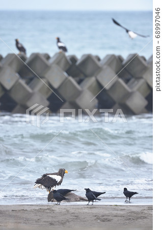 Steller's sea eagle and crows (Hokkaido) Steller's sea eagle and crows (Hokkaido) 68997046