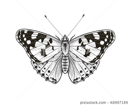 Vector Butterfly Isolated on Blank Background. Vector Butterfly Isolated on Blank Background. 68997189