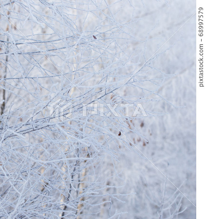 Frozen branches on a tree in the forest in winter 68997579