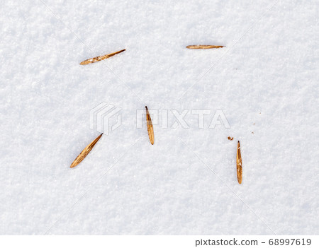 Seeds from a tree on white snow as a background Seeds from a tree on white snow as a background 68997619