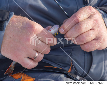 Perch caught on the bait in the hands of Perch caught on the bait in the hands of 68997668