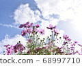 Cosmos 68997710
