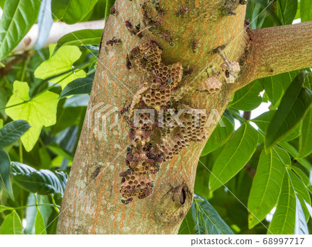 wasp nest on the branch wasp nest on the branch 68997717