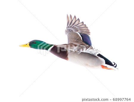 Duck in flight isolated on white background 68997764