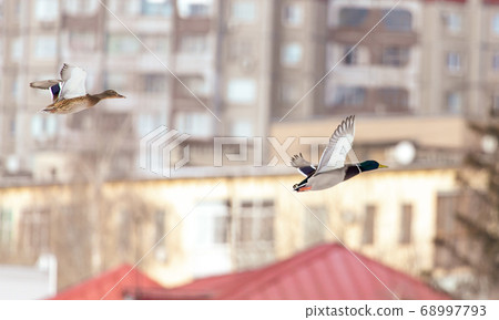 Ducks in flight over the city streets Ducks in flight over the city streets 68997793