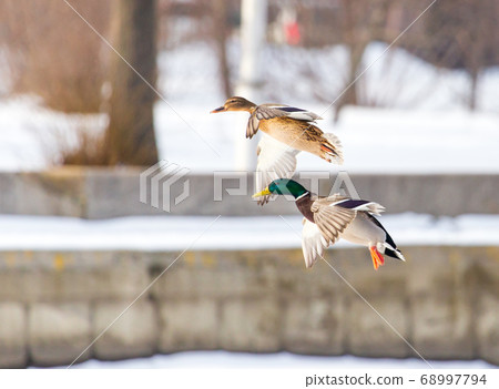 Ducks in flight over the city streets Ducks in flight over the city streets 68997794