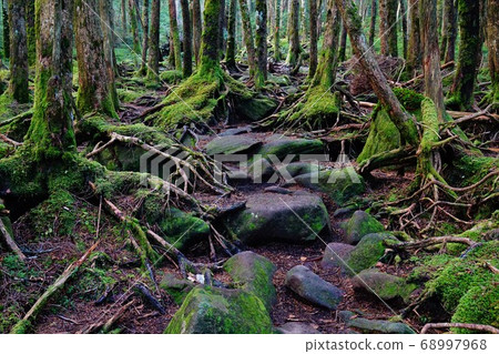 Mossy forest area of Mt. Tengu 68997968