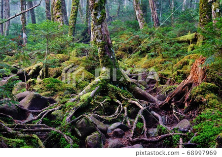 天狗山長滿苔蘚的森林地區 68997969