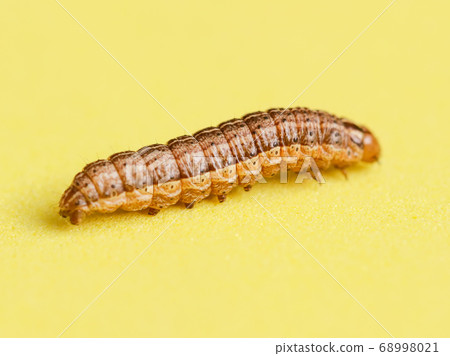 the caterpillar crawls on a yellow background 68998021