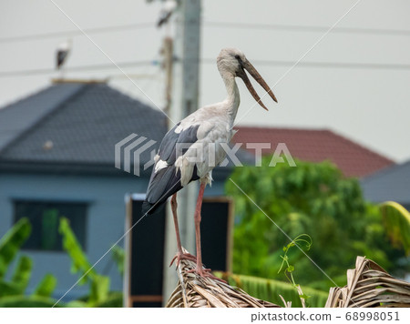 openbill bird stand on top of a coconut tree stump 68998051