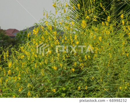 Sesbania yellow flowers in the field 68998232