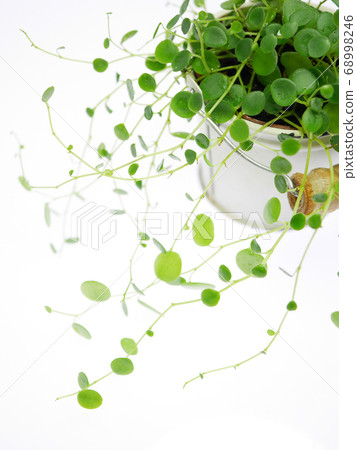圓葉Peperomia Gemini 03 圓葉Peperomia Gemini 03 68998246