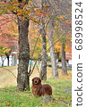  Miniature Dachshund 68998524