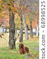  Miniature Dachshund 68998525