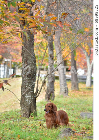 Miniature Dachshund Miniature Dachshund 68998525