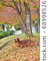  Miniature Dachshund 68998526