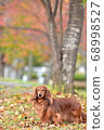  Miniature Dachshund 68998527