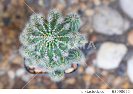 small decorative cactus in pot 68998633