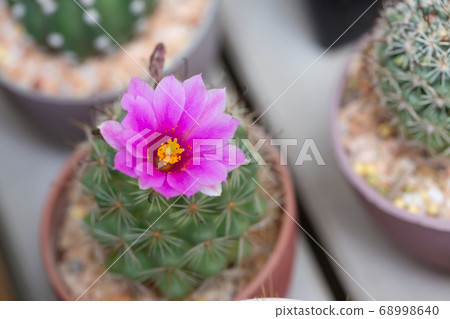 Pink cactus flower blooming in the garden 68998640