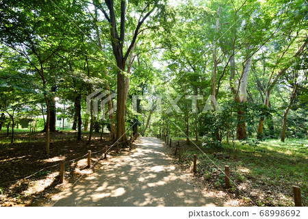 Woodland forest park Woodland forest park 68998692