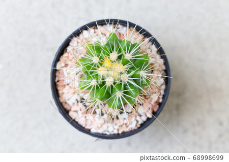 small decorative cactus in pot small decorative cactus in pot 68998699